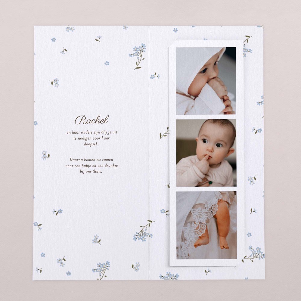Little myosotis