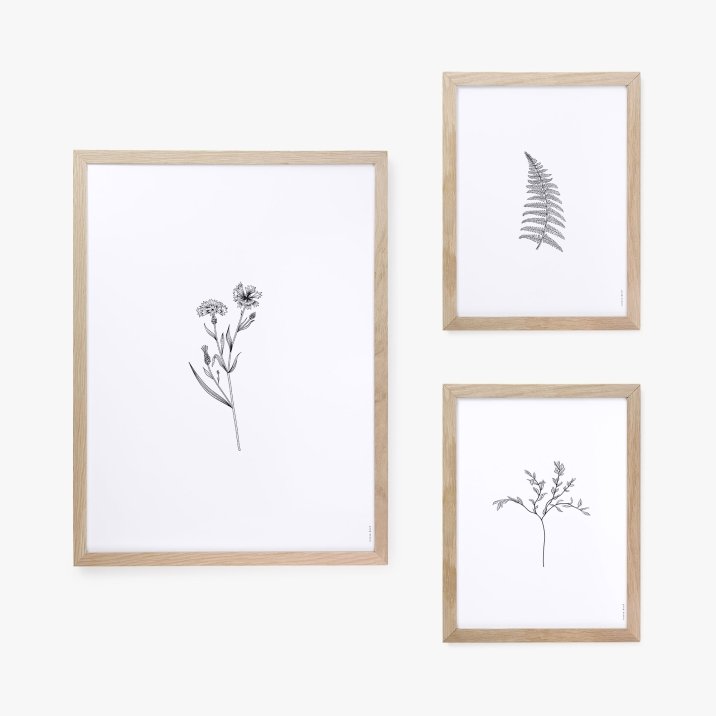 Herbarium White III