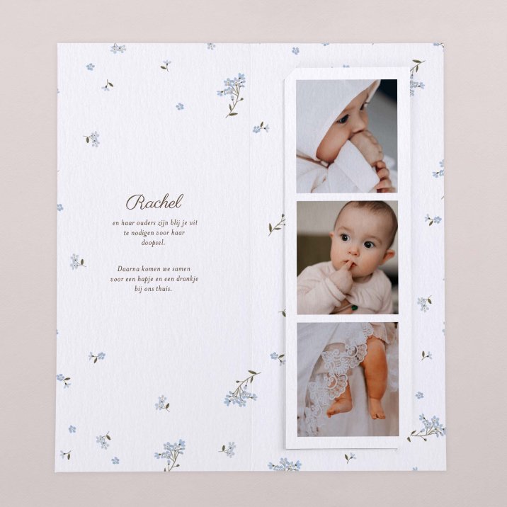 Little myosotis