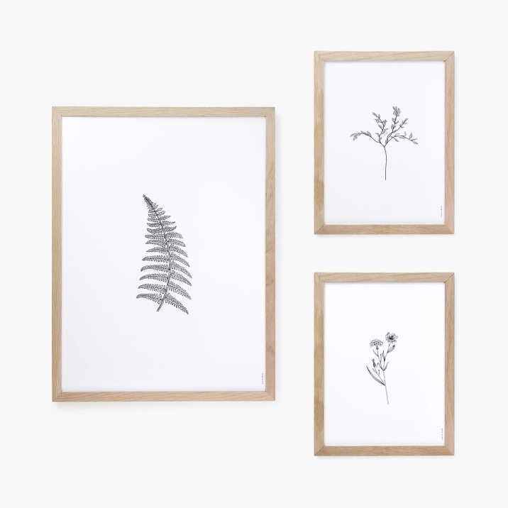 Herbarium White II